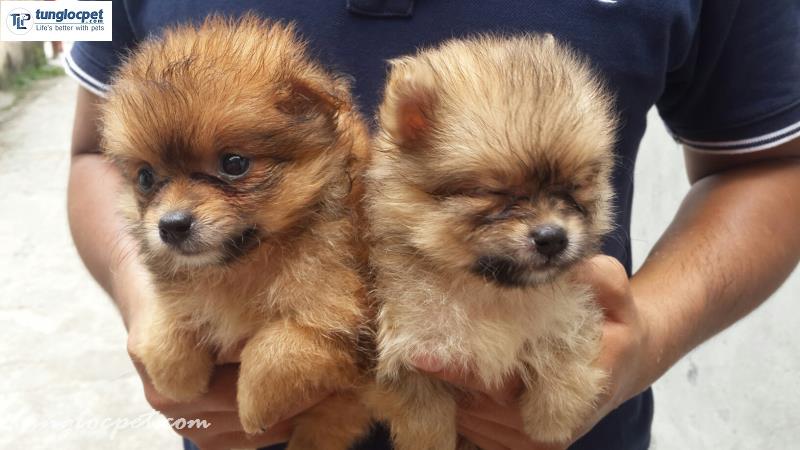 giá chó Pomeranian ở tùng Lộc pet là 9,5 triệu một bé