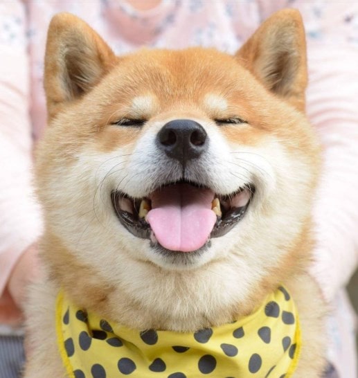 Giá Chó Shiba Inu Tổng Hợp Tất Cả Thông Tin Cần Biết 15