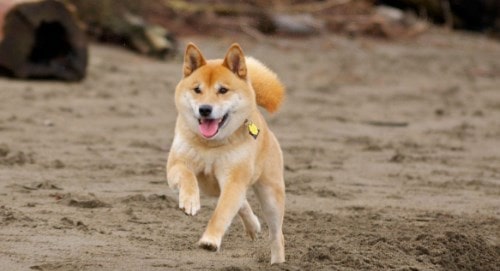 Giá Chó Shiba Inu Tổng Hợp Tất Cả Thông Tin Cần Biết 18