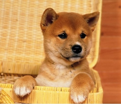 Giá Chó Shiba Inu Tổng Hợp Tất Cả Thông Tin Cần Biết 20