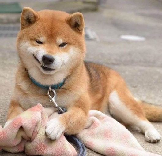 Giá Chó Shiba Inu Tổng Hợp Tất Cả Thông Tin Cần Biết 21