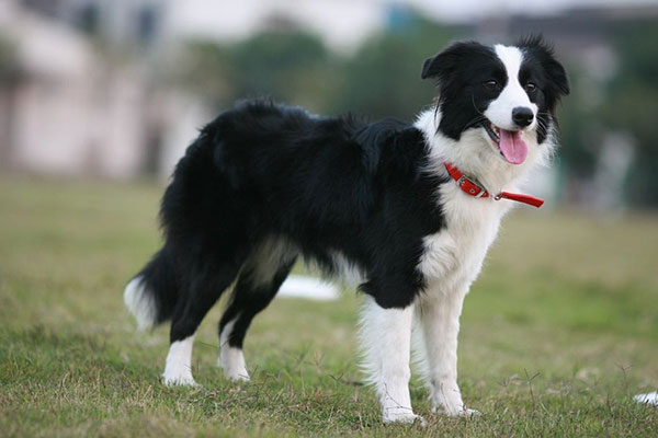 Border Collie- một trong những giống chó khôn nhất thế giới