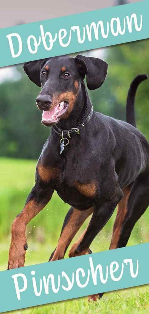 chó cảnh doberman