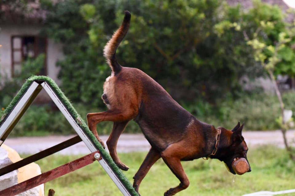 hình ảnh chó Becgie Bỉ khi đang huấn lyện