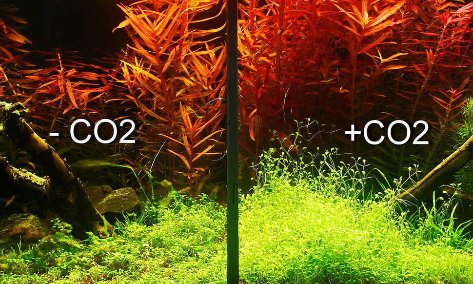 So sánh hồ thủy sinh có CO2 và không CO2