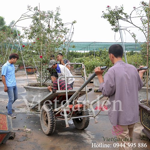 Hoa hồng leo cổ Hải Phòng cực đẹp không thua kém gì hồng Tây - Vietgarden