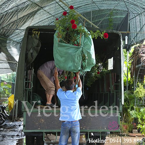 Hoa hồng leo cổ Hải Phòng cực đẹp không thua kém gì hồng Tây - Vietgarden