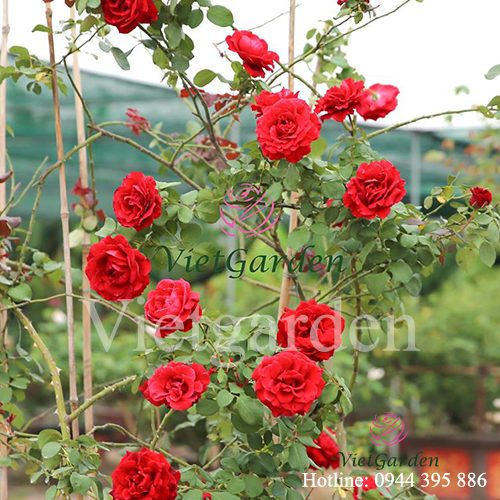 Hoa hồng leo cổ Hải Phòng cực đẹp không thua kém gì hồng Tây - Vietgarden