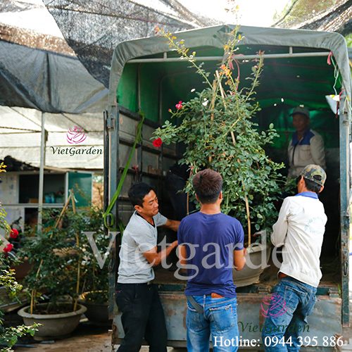 Hoa hồng leo cổ Hải Phòng cực đẹp không thua kém gì hồng Tây - Vietgarden