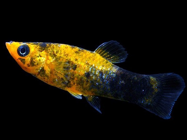 Cá Bình Tích Trân Châu có những loại nào và cách nuôi cá khỏe, đẹp - 11
