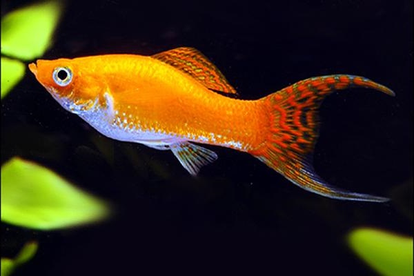 Cá Bình Tích Trân Châu có những loại nào và cách nuôi cá khỏe, đẹp - 9