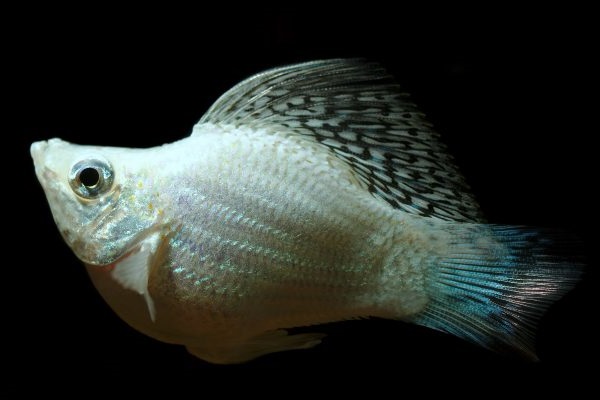 Cá Bình Tích Trân Châu có những loại nào và cách nuôi cá khỏe, đẹp - 6