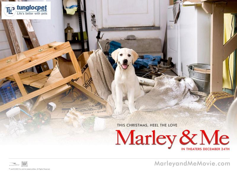 marley and me movie labrador retriever