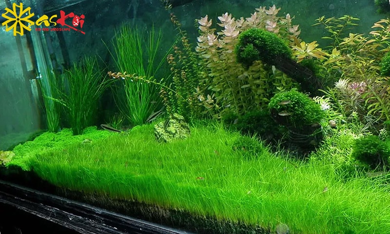 Cây cỏ năng trong bể cá