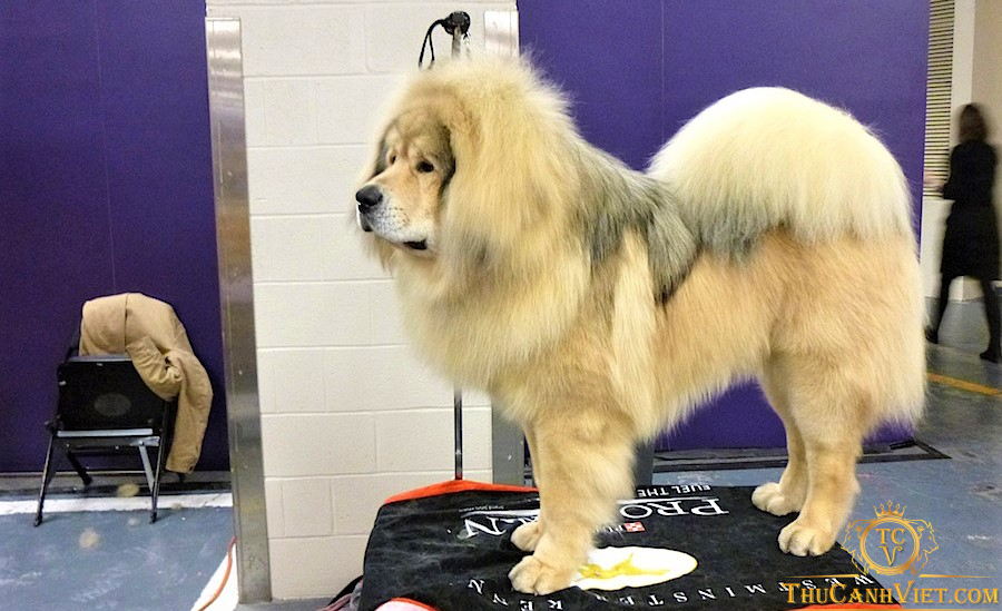 Những chú chó Tibetan Mastiff tham gia Dog Show