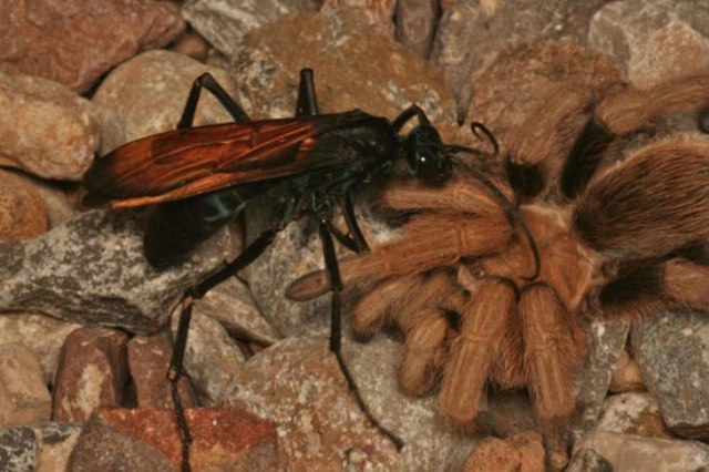 Ong Tarantula- như tên một loài nhện độc