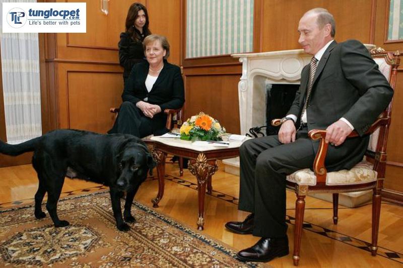 Tổng thống Putin và cô chó Labrador màu đen Konni