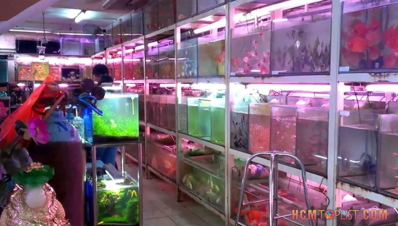 sai-gon-aquarium-pet-shop-hcmtoplist