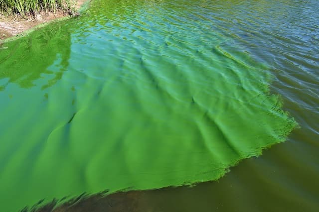 Sử dụng chất hóa học để tiêu diệt tảo có hại làm môi trường mất cân bằng