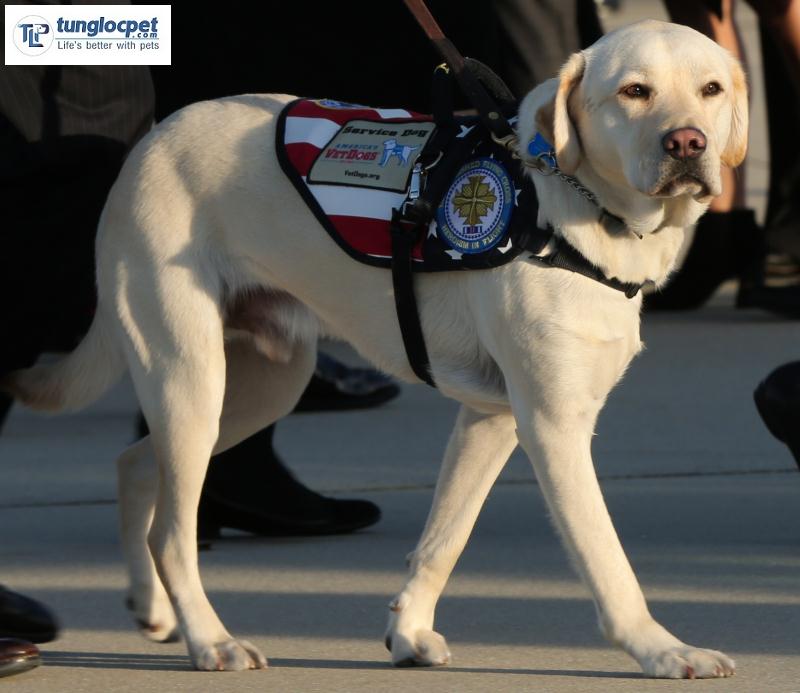 Sully là chú chó Labrador đã từng phục vụ cho tổng thống Bush cha