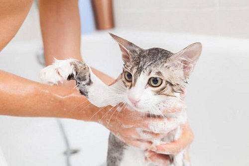 Vệ sinh, tắm rửa sạch sẽ cho mèo