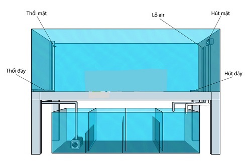 Hướng dẫn tự làm bể cá rồng giấu ống