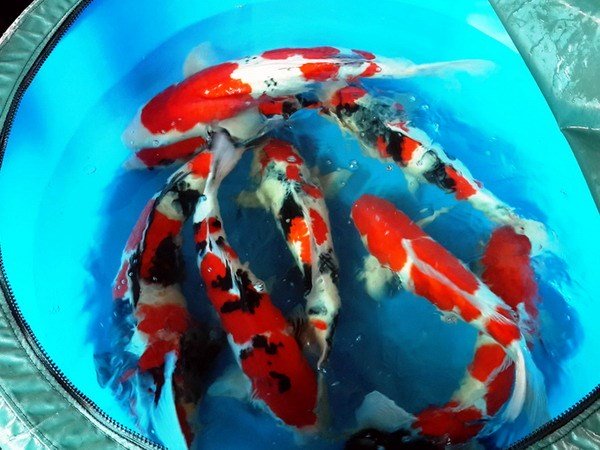 Thức ăn cho cá koi lên màu là những loại nào?