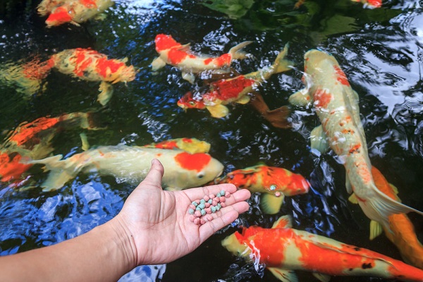 Thức ăn cho cá koi lên màu là những loại nào?