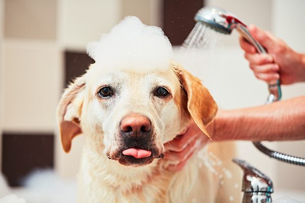 thuốc tắm giúp trị các loại ve chó