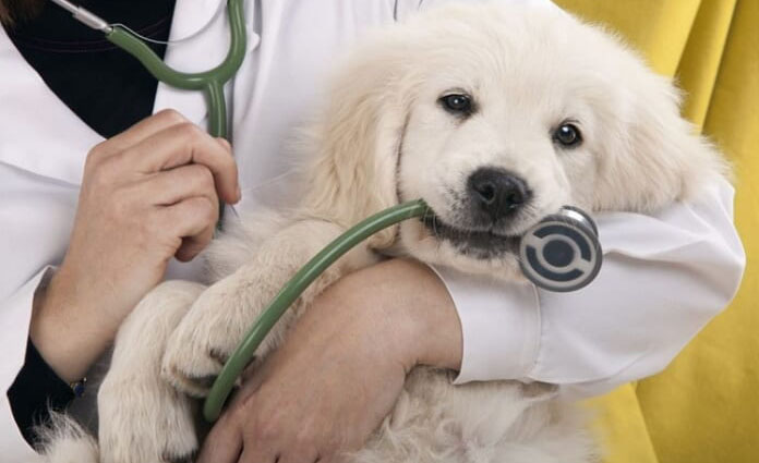 Thường xuyên kiểm tra sức khỏe cho chó tại các phòng khám thú y
