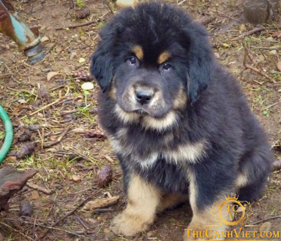 Hình dáng Chó tibetan mastiff khi 2-3 tháng tuổi