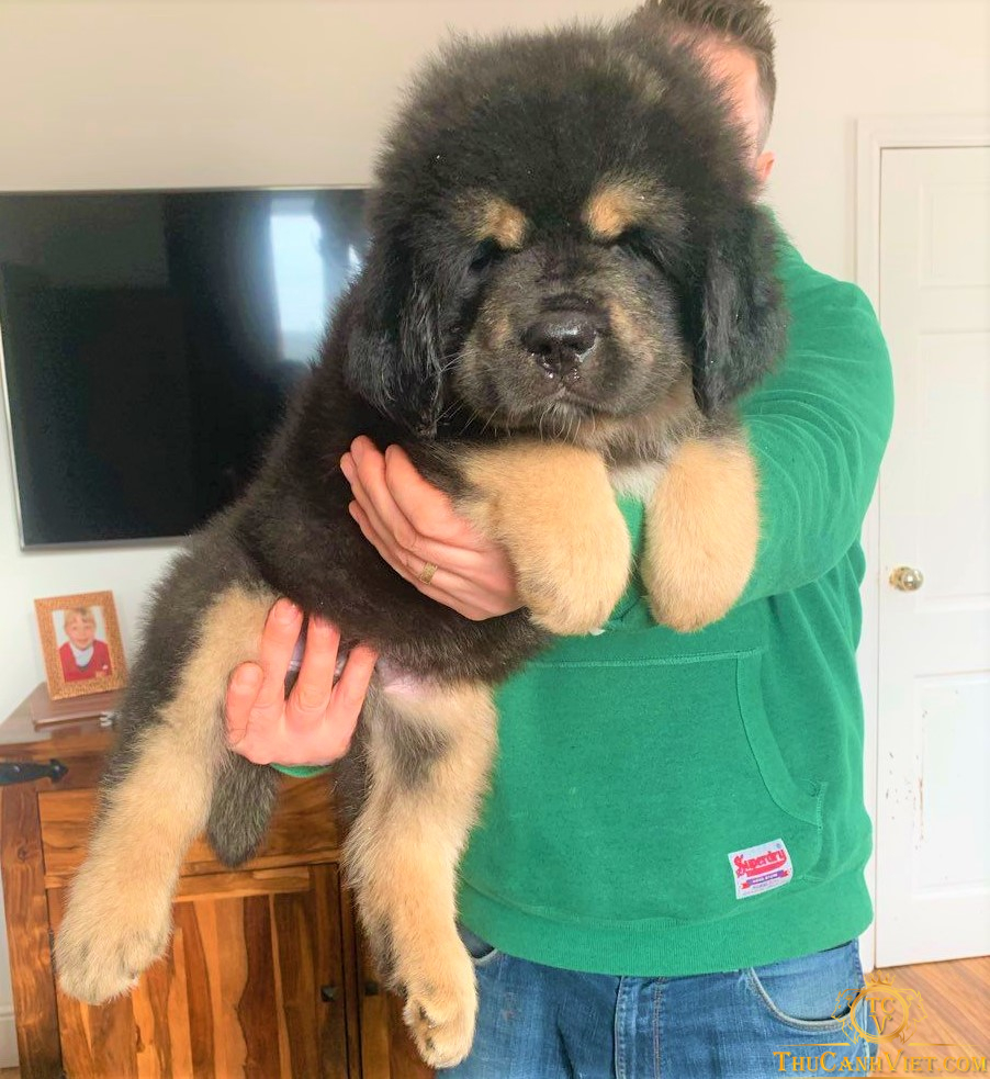 Chó Tibetan Mastiff khi con nhỏ nhìn khá giống chó Chow Chow