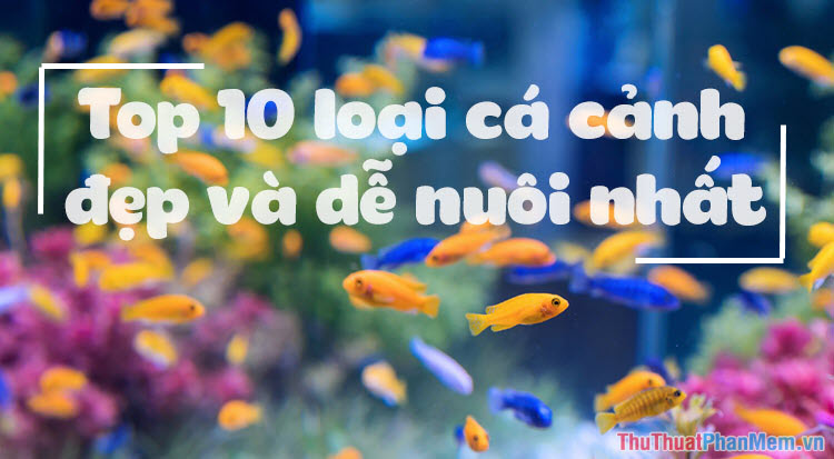 Top 10 loại cá cảnh đẹp và dễ nuôi nhất