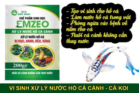 Sử dụng vi sinh xử lý nước hồ cá cảnh Emzeo - Nuôi cá không cần thay nước